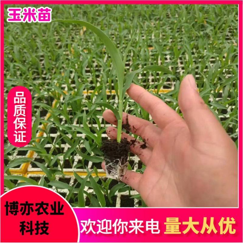 玉米苗，穴盘苗，可预定，可加工。无病害易成活。