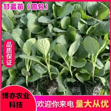 优质甘蓝苗。（甘蓝平包、甘蓝圆包、牛心甘蓝、紫甘蓝）