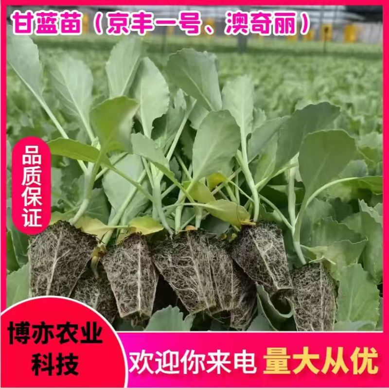 优质甘蓝苗。（甘蓝平包、甘蓝圆包、牛心甘蓝、紫甘蓝）