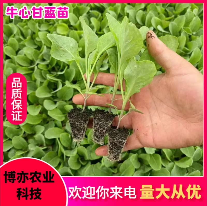 优质甘蓝苗。（甘蓝平包、甘蓝圆包、牛心甘蓝、紫甘蓝）