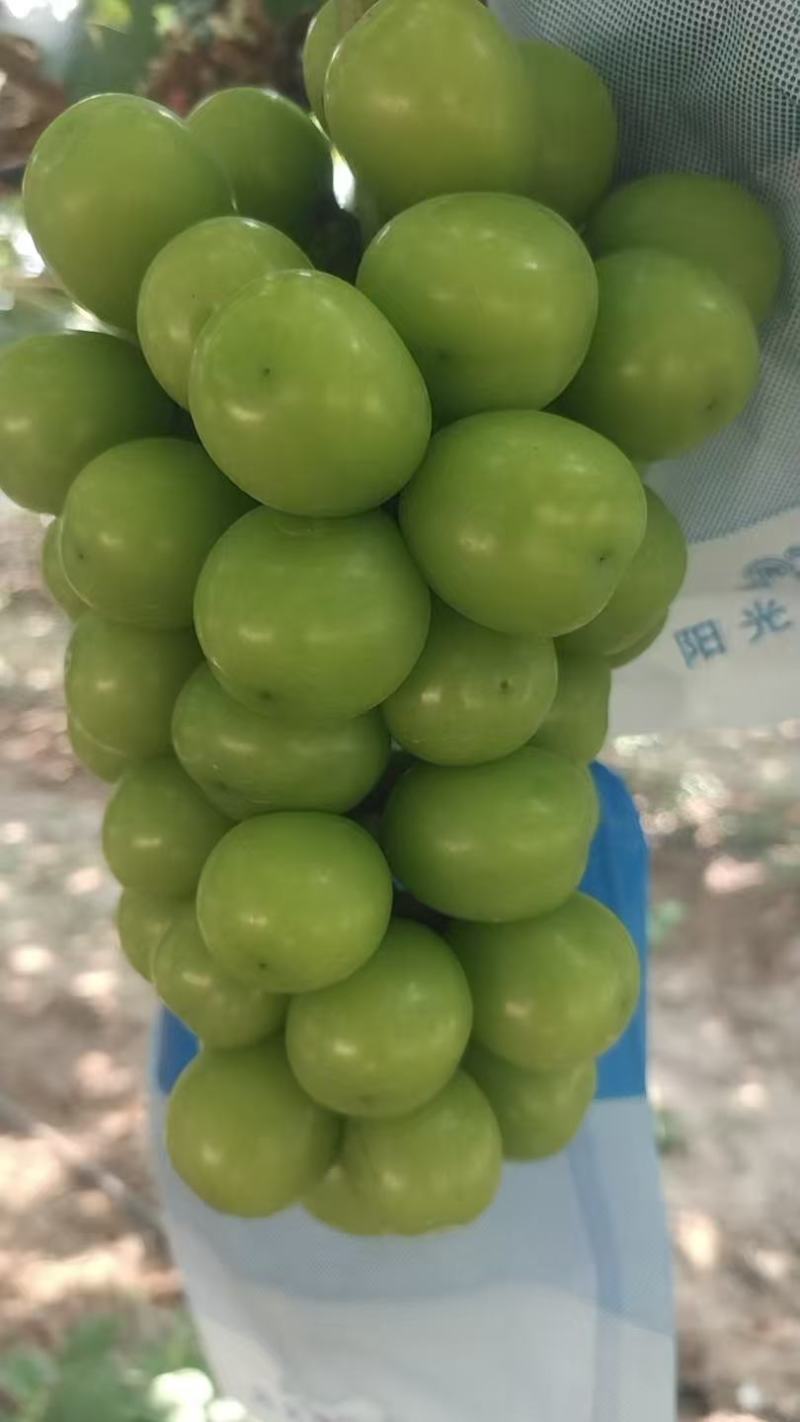 精品阳光玫瑰即将上市产地直发品质保证欢迎来电洽谈