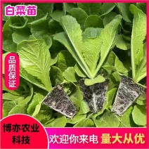 白菜苗鲁信健根，德高系列，高抗王AC-2，鸿阳50等