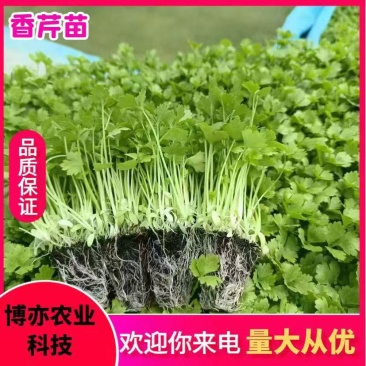 种苗蔬菜苗汉芹苗黄芹、白香芹。无病害。易成活