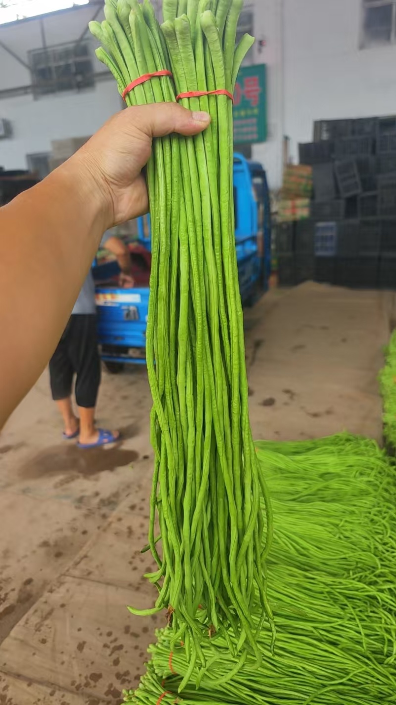 精品长豆角