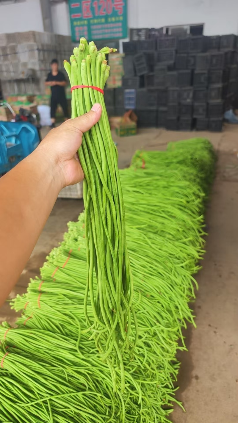 精品长豆角