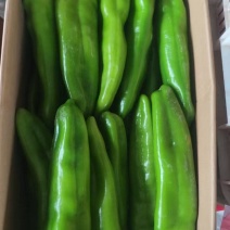 精品黄皮椒