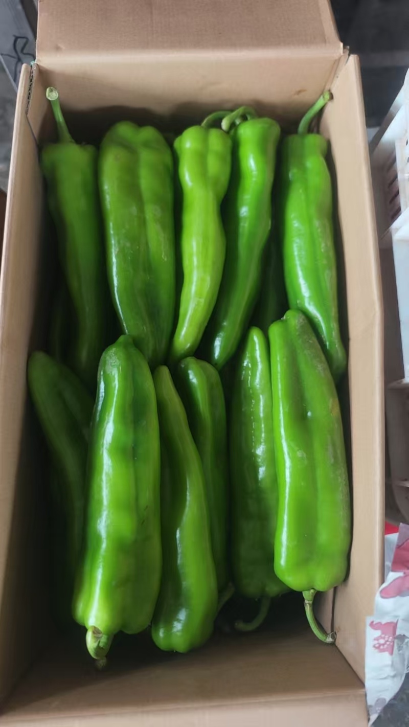 精品黄皮椒