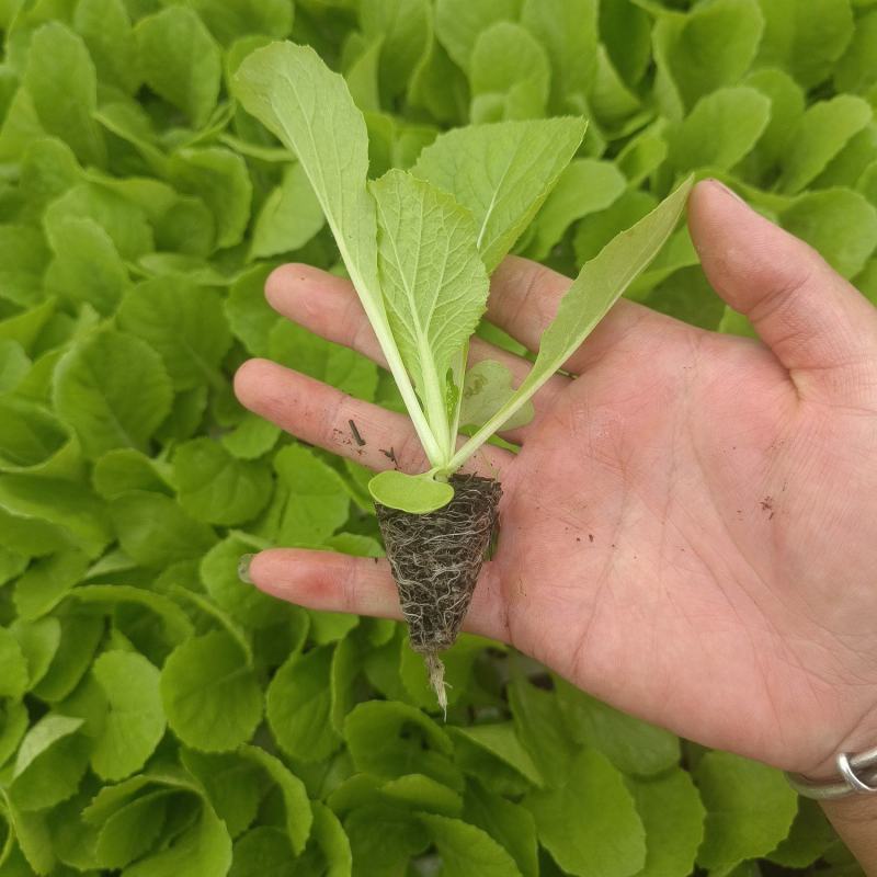 黄心大白菜苗，有需要的老板请与我联系