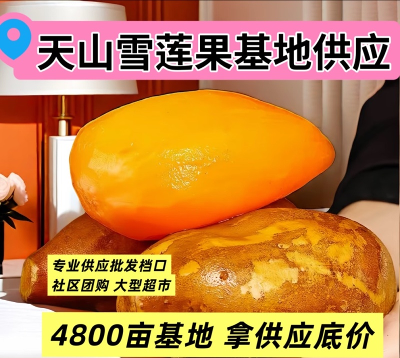 云南天山雪莲果4680亩基地直供专业供应批发档口