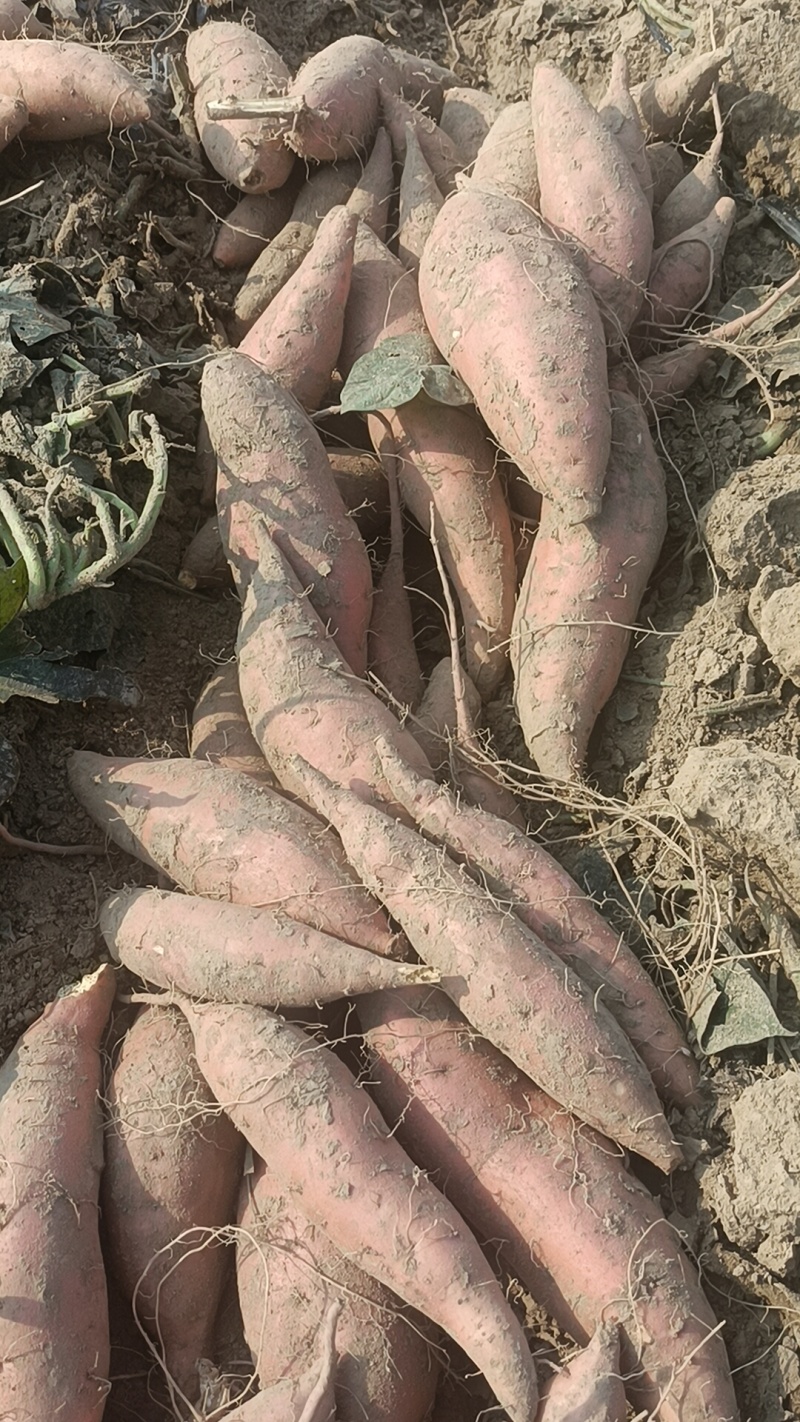 烟薯有各种品种，大量有货，原产地产地直销