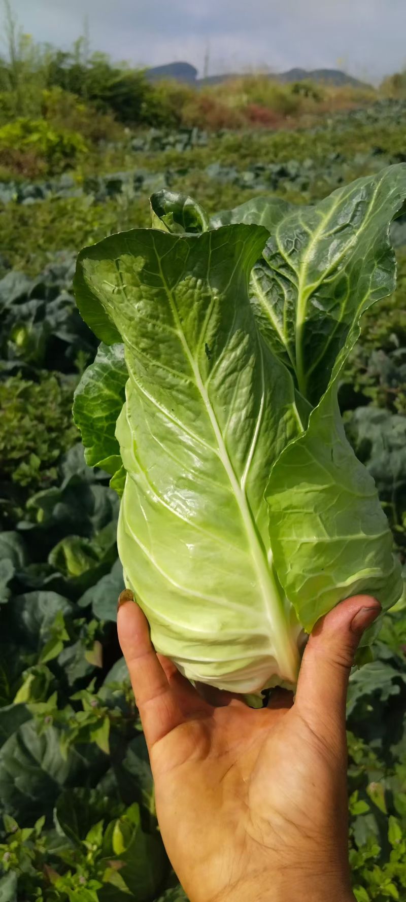 牛心甘蓝价格美丽。
