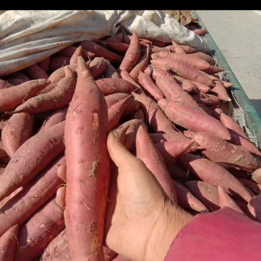 中牟县精品西瓜红大量上市