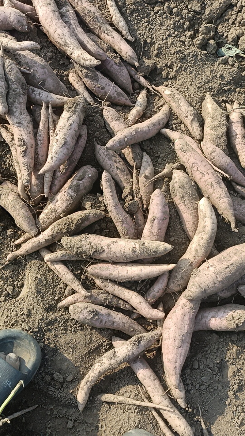 哈密红薯有各种品种，我们这里都是沙土地红薯，大量有货