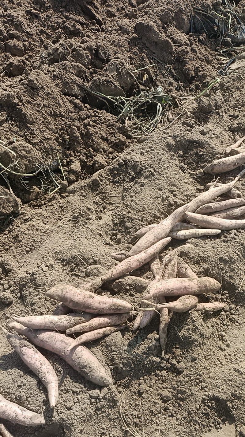 哈密红薯有各种品种，我们这里都是沙土地红薯，大量有货
