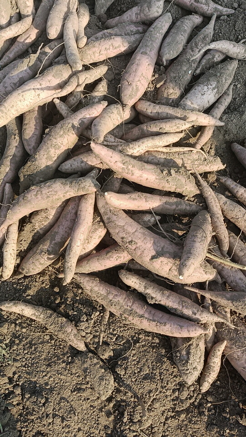 哈密红薯有各种品种，我们这里都是沙土地红薯，大量有货