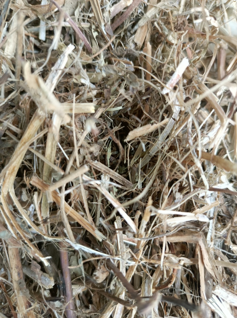 河北花生秧，自有花生种植基地，一手货源，农场直发