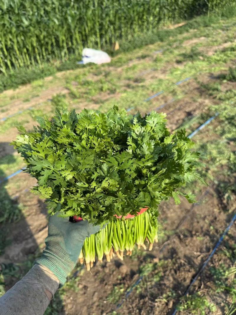 山东铁杆青香菜大量上市中，产地一手货源，视频看货对接全国
