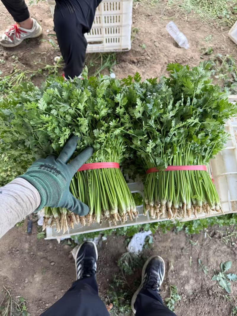 山东铁杆青香菜大量上市中，产地一手货源，视频看货对接全国