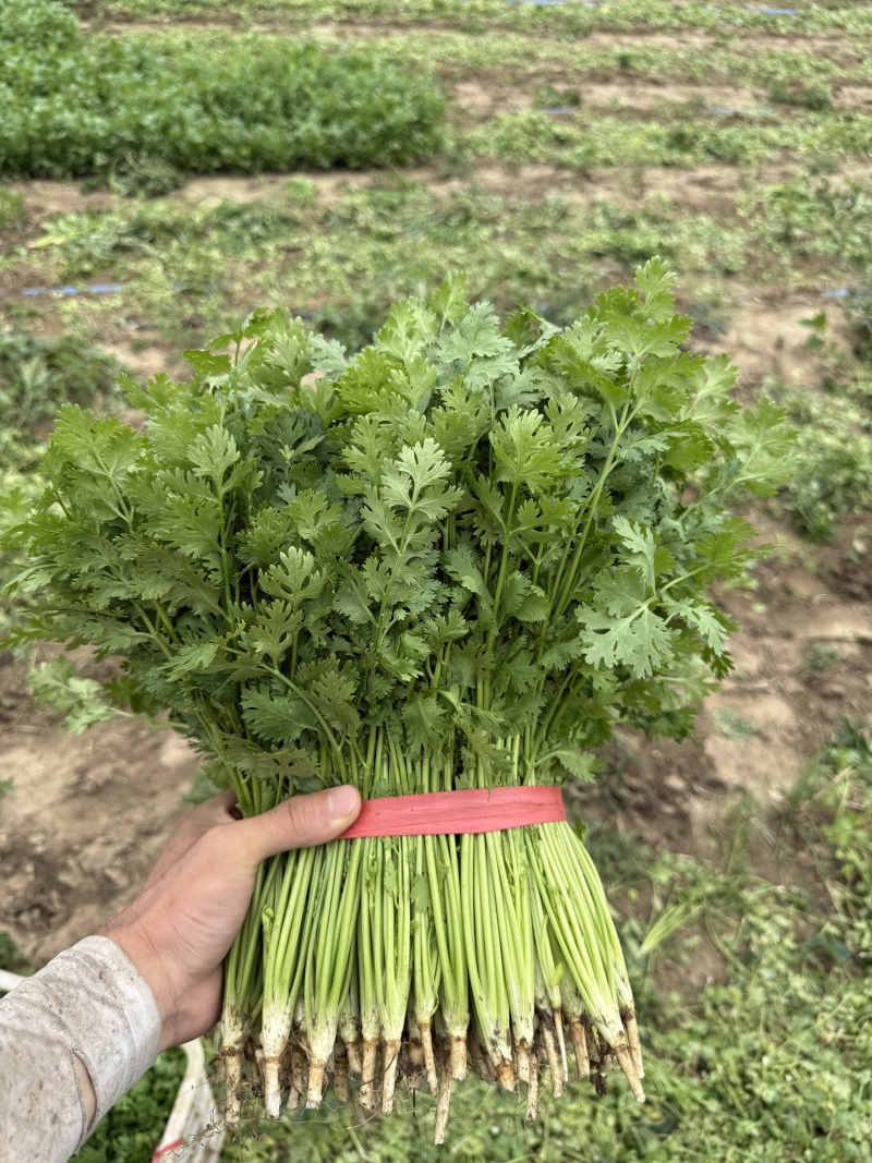 山东铁杆青香菜大量上市中，产地一手货源，视频看货对接全国