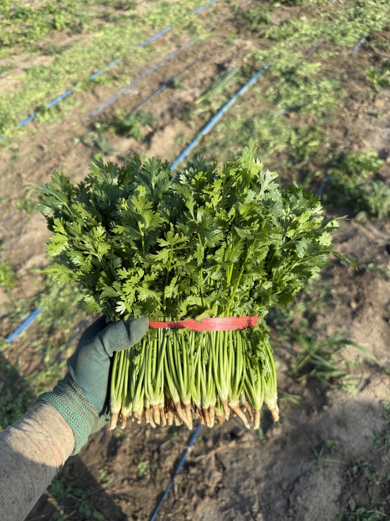山东铁杆青香菜大量上市中，产地一手货源，视频看货对接全国
