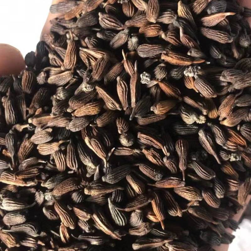 百部种子，紫花百部种子，红花百部种子，百花百部种子