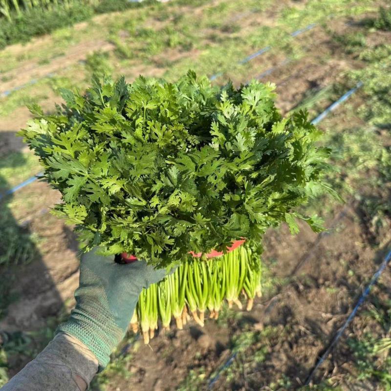山东铁杆青香菜大量上市中，产地一手货源，视频看货对接全国