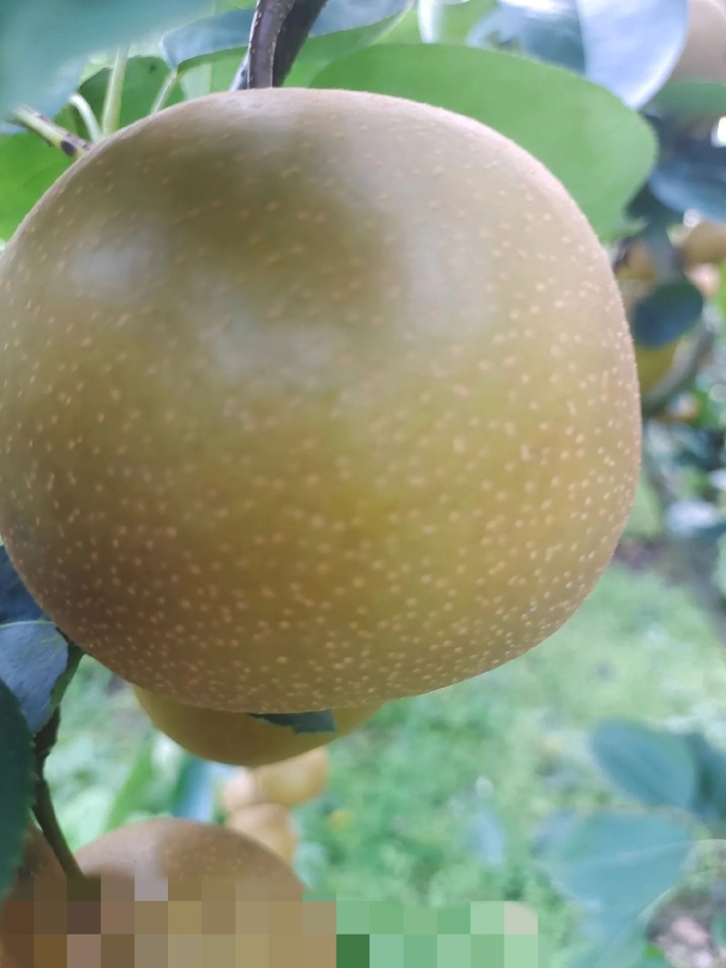 梨利川糖梨