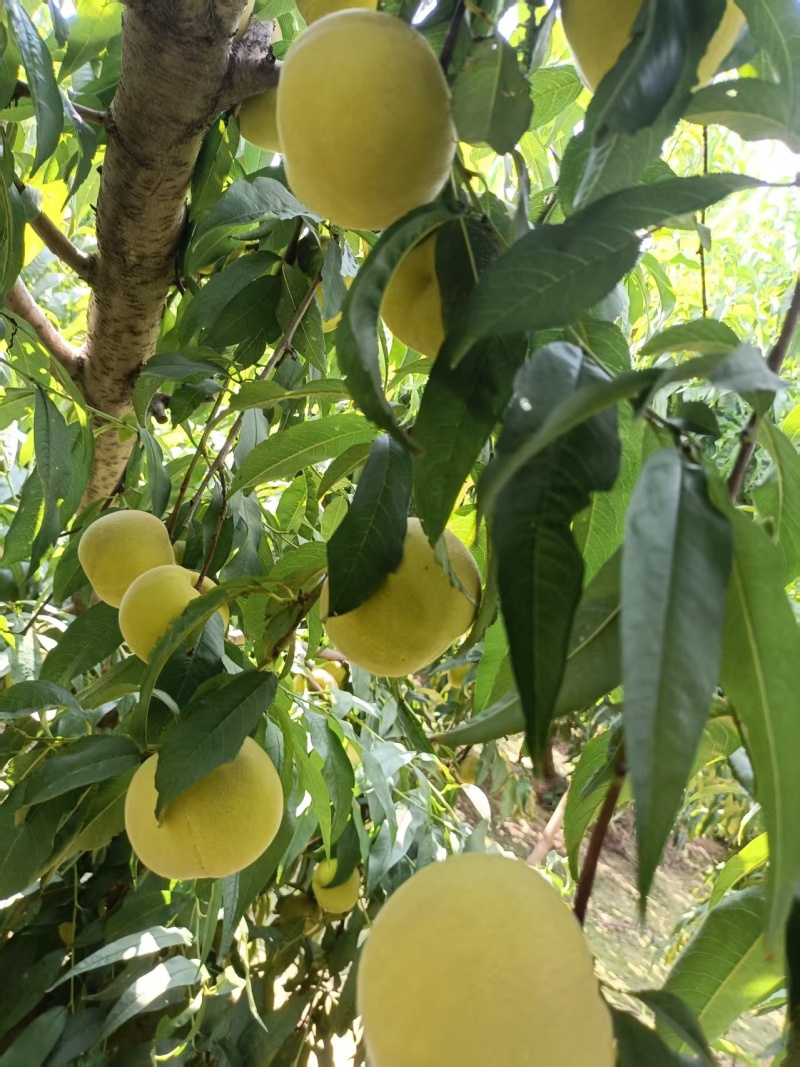 黄桃