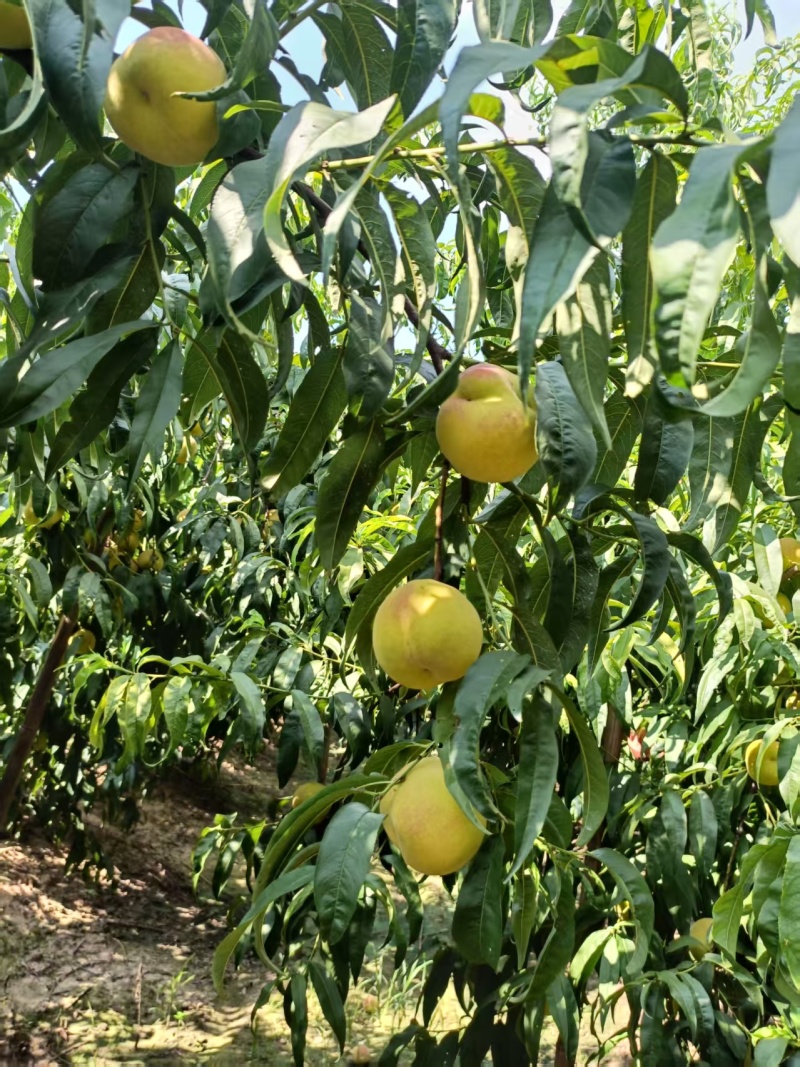 黄桃