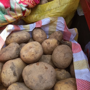 大百花土豆不打农药自然成熟糯甜可口鲜新采挖