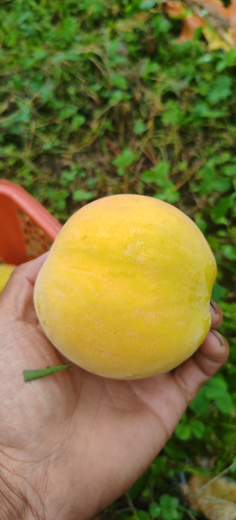 贵州清镇小坡锦绣黄桃