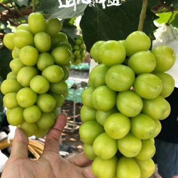 陕西大荔阳光玫瑰晴王颗粒大串型好口感香甜