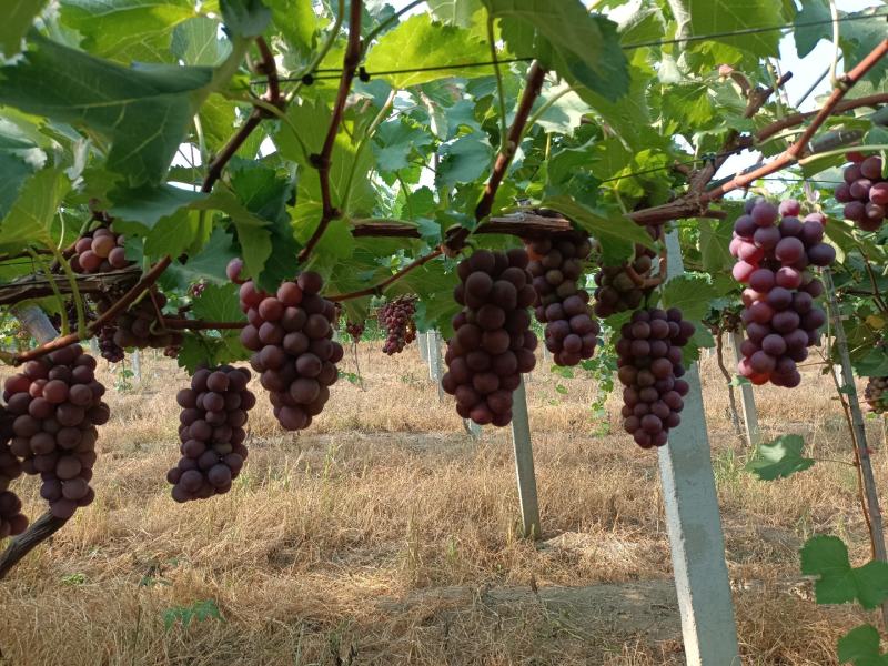 巨峰葡萄，甬优1号葡萄8月2号大量上市品质很好