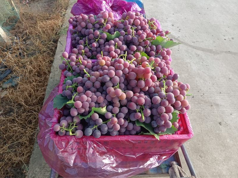 巨峰葡萄，甬优1号葡萄8月2号大量上市品质很好