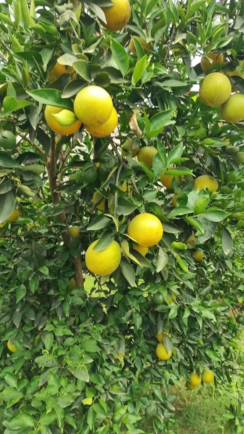 有花有果才是夏橙，农产品地理标志，夏橙35号，无核夏橙