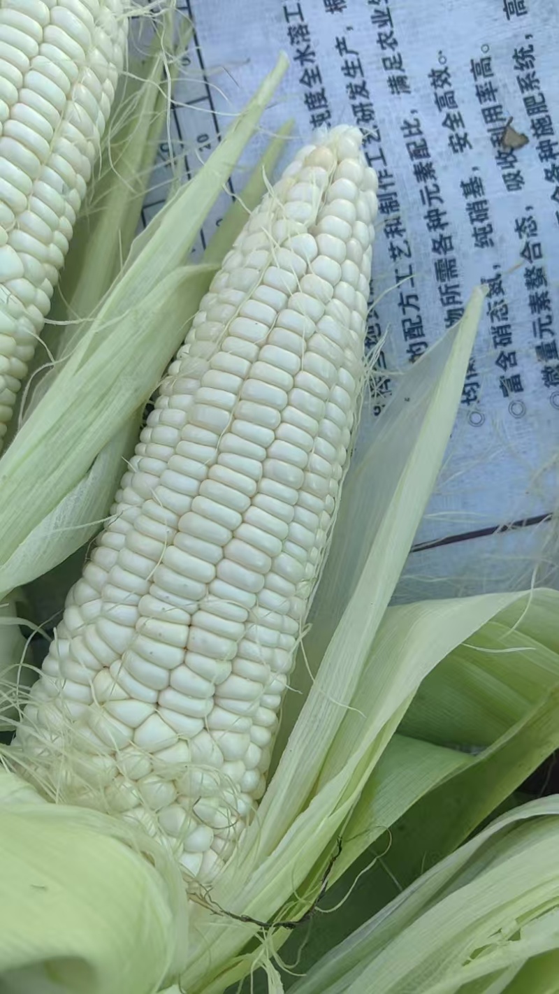 山西忻州白糯玉米大量接单产地直发量大从优欢迎来电