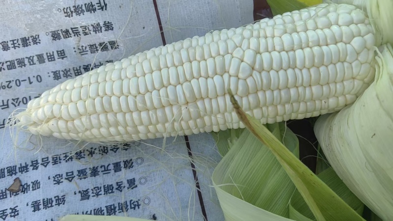 山西忻州白糯玉米大量接单产地直发量大从优欢迎来电