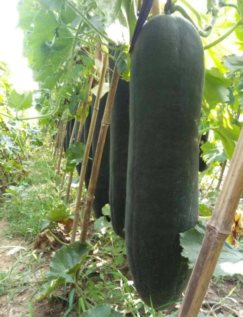【推荐】黑皮冬瓜供应市场商超电商一手货源量大价优