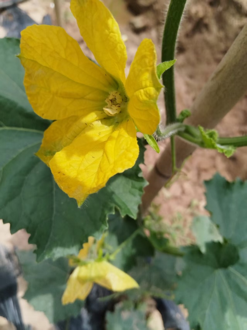 【推荐】黑皮冬瓜供应市场商超电商一手货源量大价优