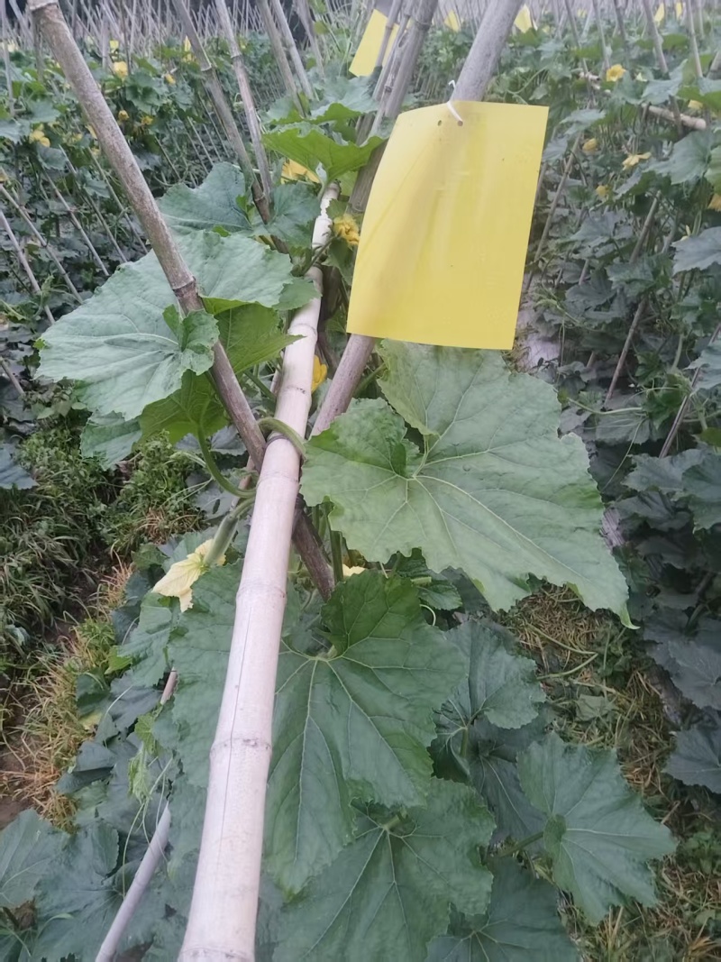 【推荐】黑皮冬瓜供应市场商超电商一手货源量大价优