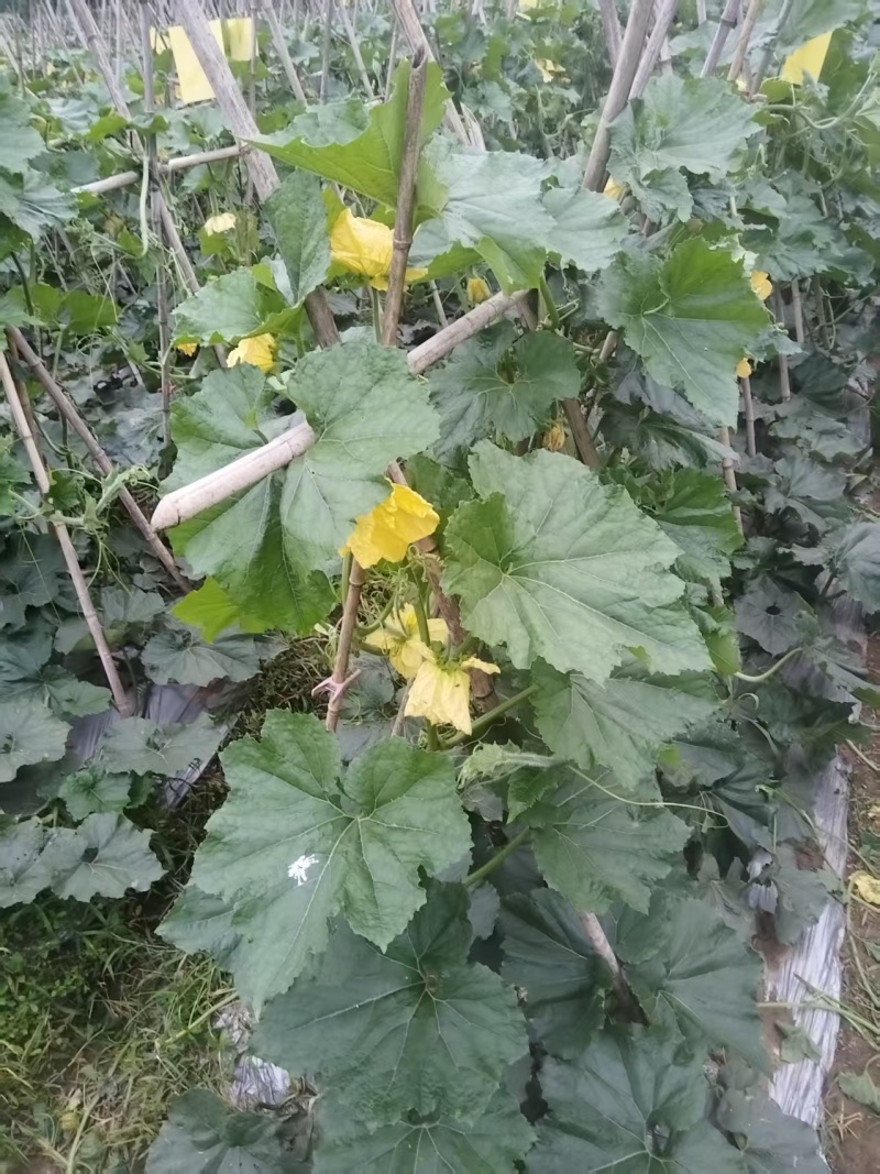 【推荐】黑皮冬瓜供应市场商超电商一手货源量大价优