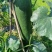 【推荐】黑皮冬瓜供应市场商超电商一手货源量大价优