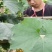 【推荐】黑皮冬瓜供应市场商超电商一手货源量大价优