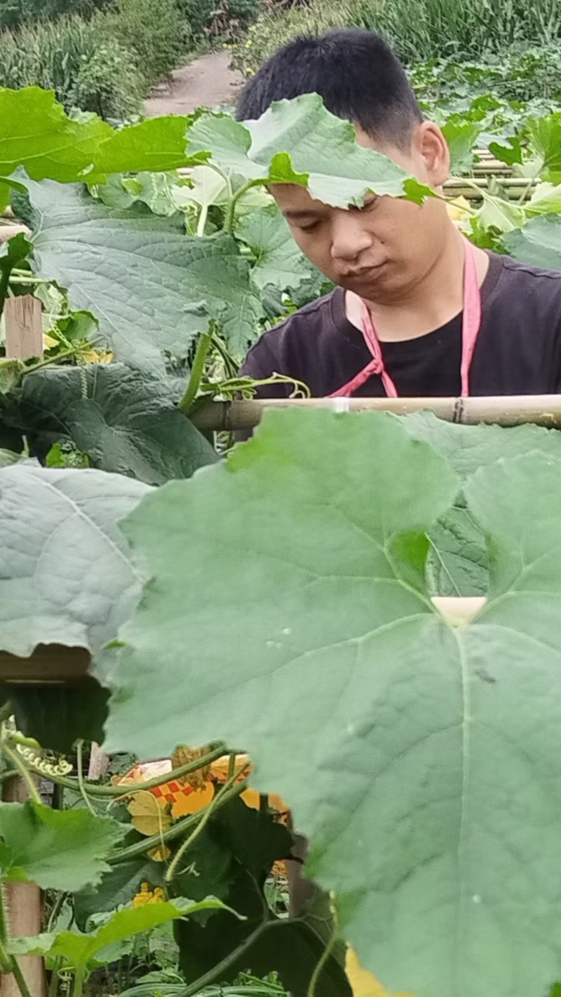 【推荐】黑皮冬瓜供应市场商超电商一手货源量大价优