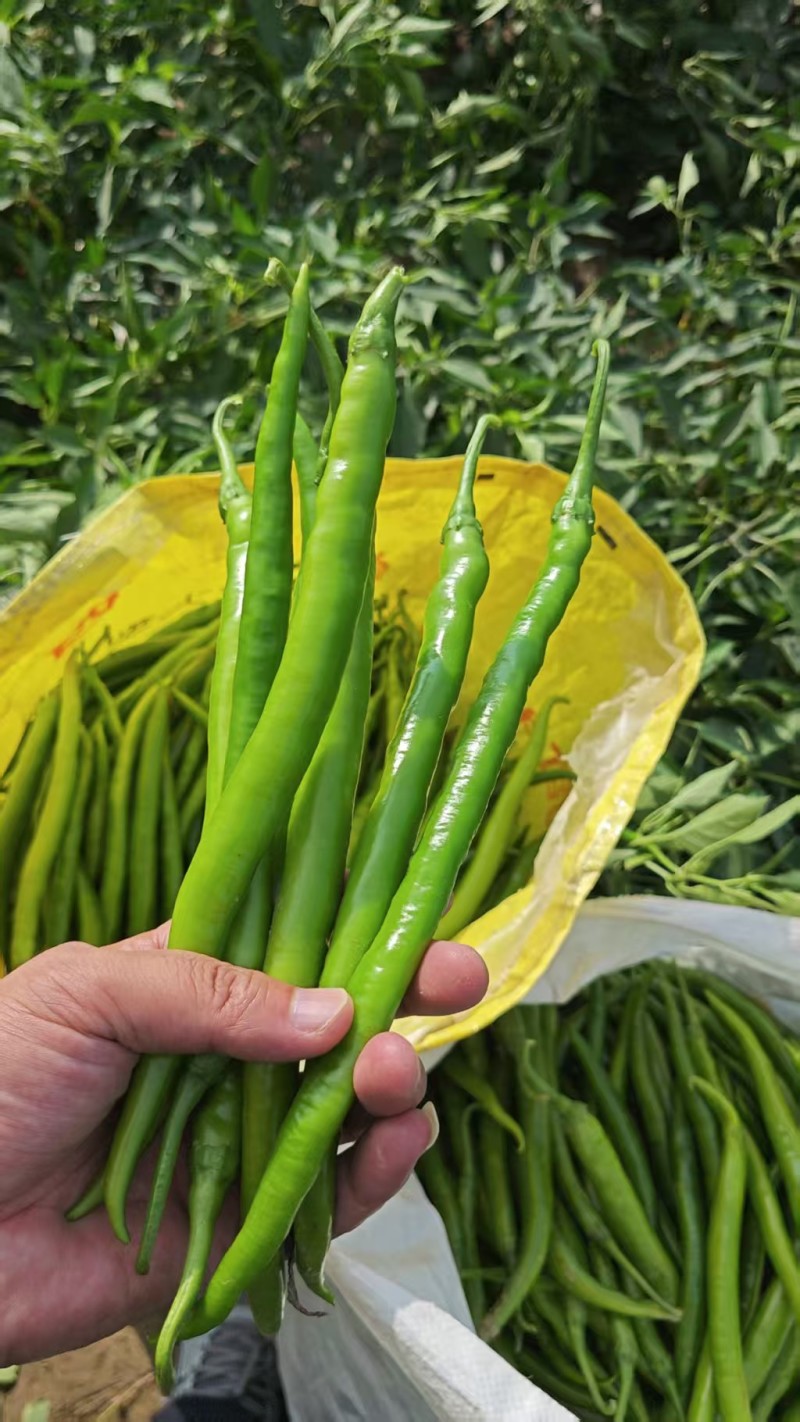 山西忻州线椒大量接单产地直发，量大从优欢迎来电