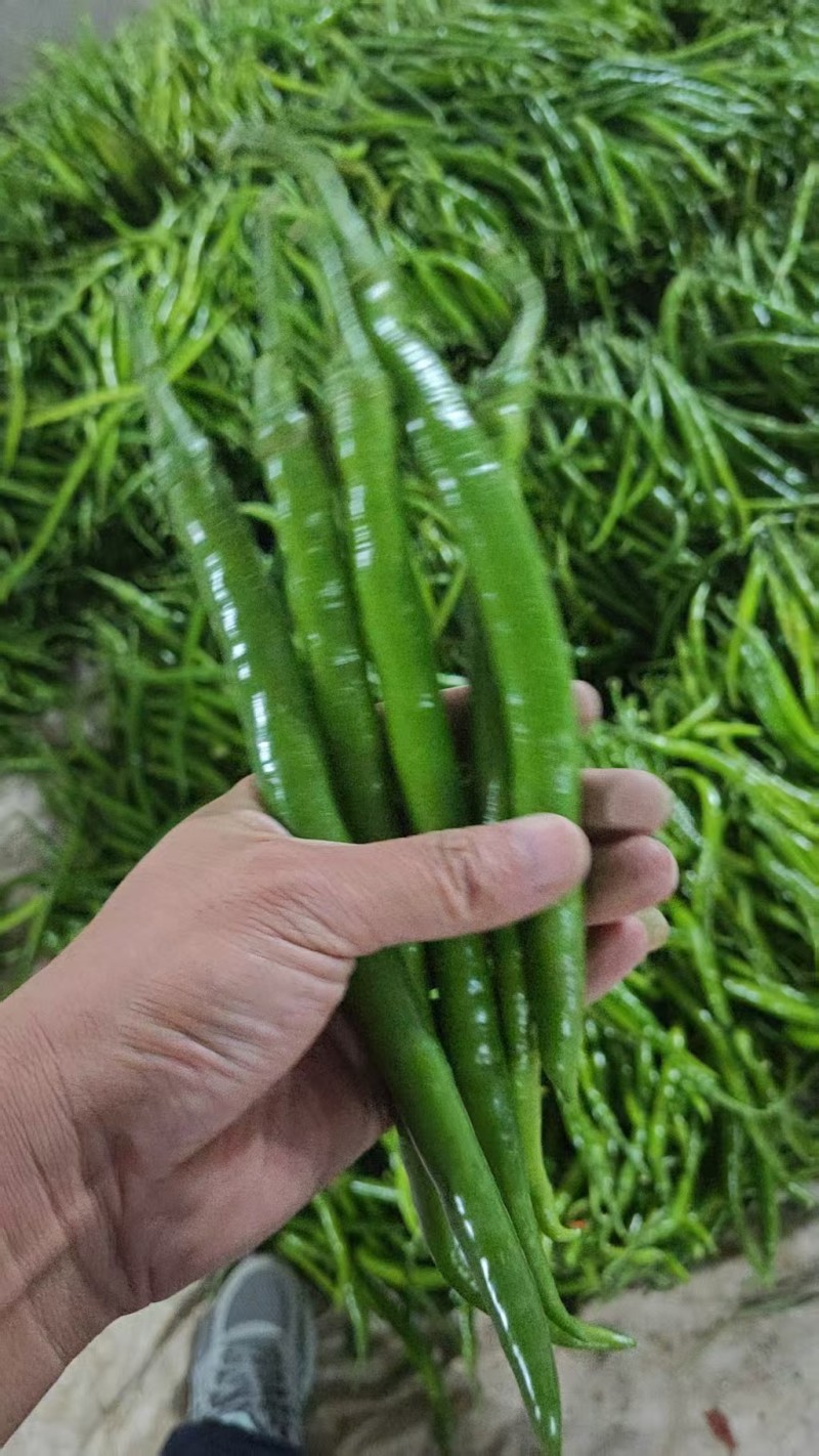 山西忻州线椒大量接单产地直发，量大从优欢迎来电