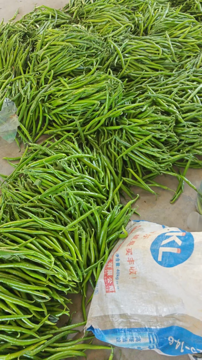 山西忻州线椒大量接单产地直发，量大从优欢迎来电