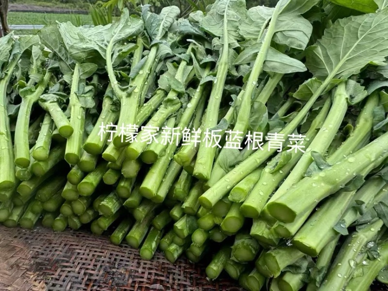 板蓝根青菜板小青