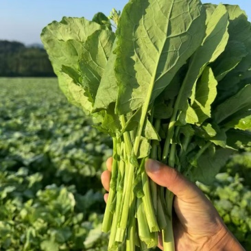 板蓝根青菜板小青