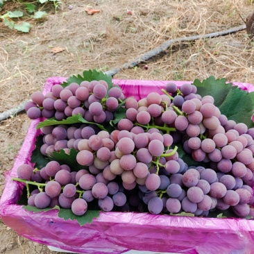 巨峰葡萄，甬优1号葡萄8月2号大量上市品质很好